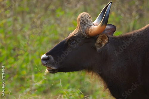 The gaur (Bos gaurus), also known as the Indian bison, portrait of a female on a green background.