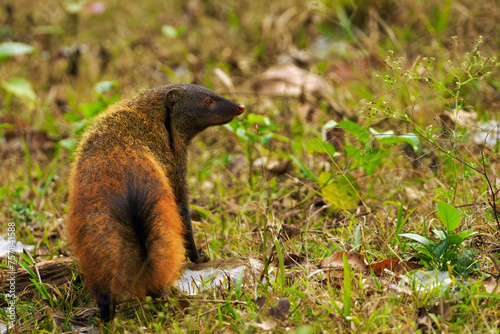 The stripe-necked mongoose (Urva vitticolla) in the natural environment. Portrait of a rare Indian mongoose.