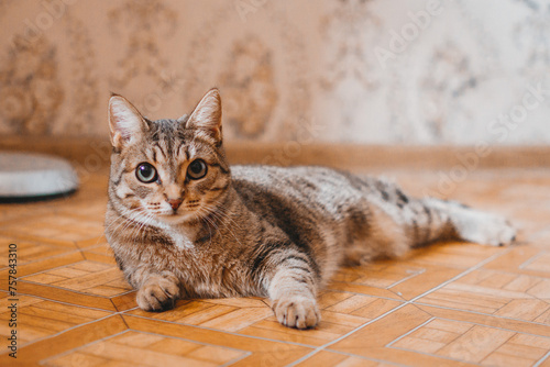 Beautiful short haired tabby cat is lying on a floor at home. Domestic cat in real life.