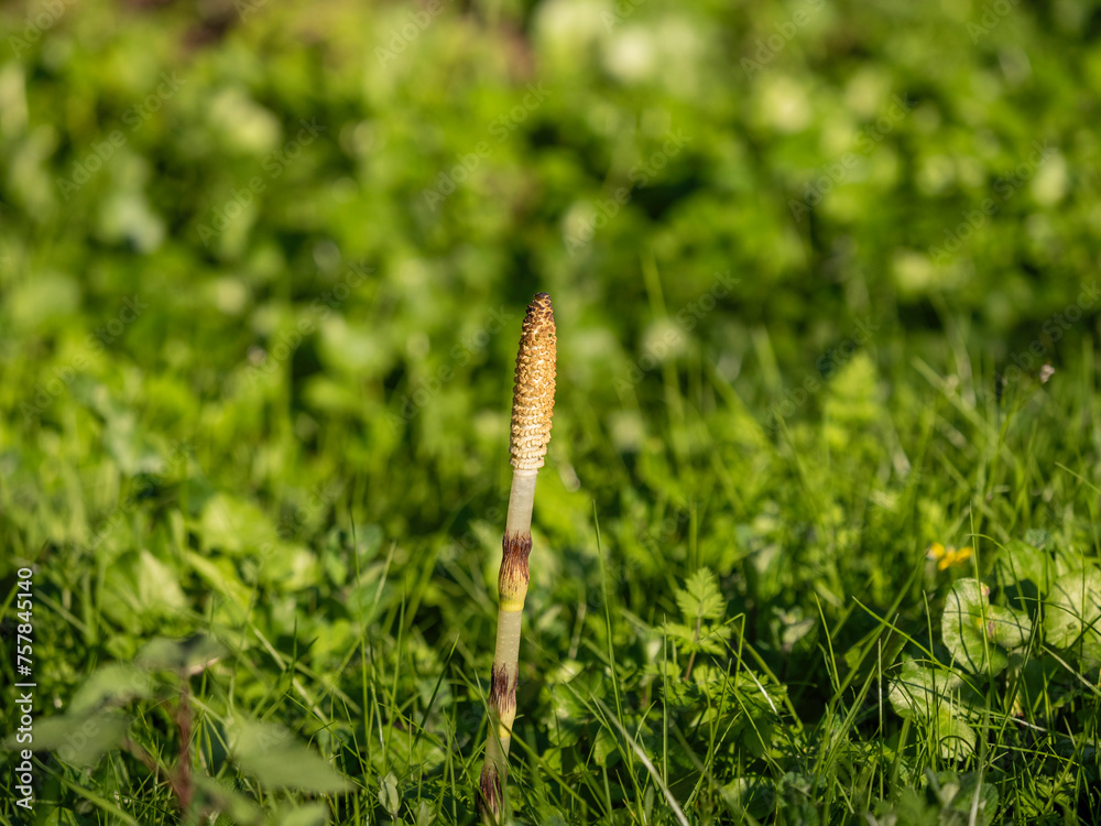 fresh plants of Equisetum telmateia