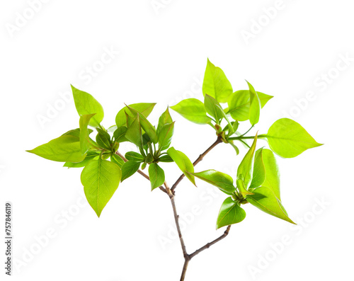 Young branch of Lilac (Syringa vulgaris) isolated on white  background.