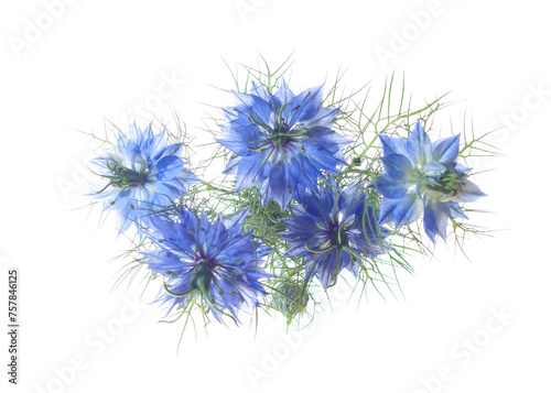 Nigella Damascena flowers  isolated on white background. Selective Focus. Top view © Antonel