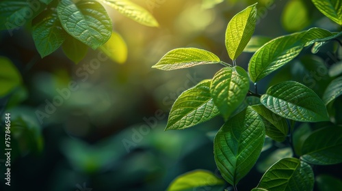 Green leaves in a summer garden. Natural green leaves plants used as spring backgrounds or greenery wallpapers.