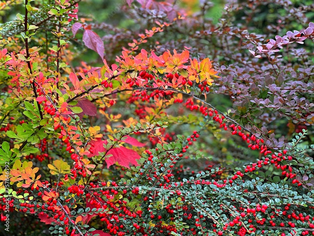 Autumn leaves and berries in the park