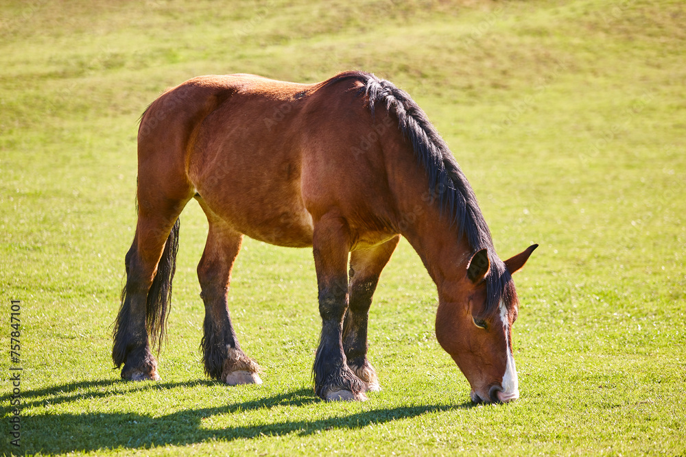 Obraz premium Horse in a green valley. Castilla Leon. Spain. Green brackground