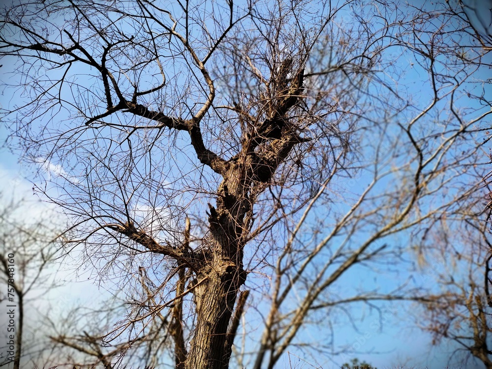 tree branches against sky In Winter. tree branches against sky In Winter.