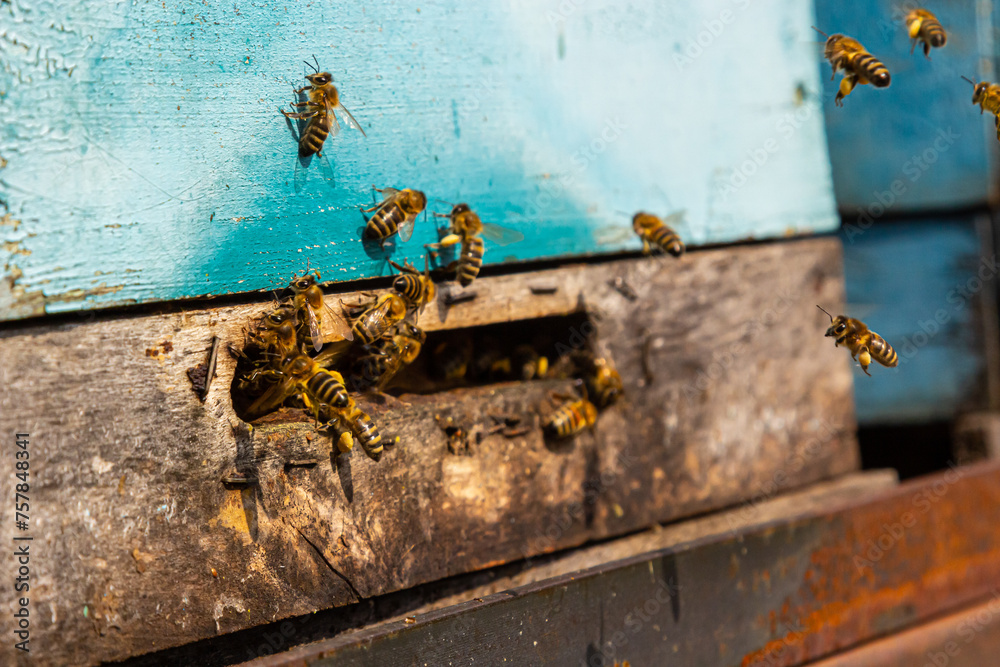 Group of bees near a beehive, in flight. Wooden beehive and bees. Bees fly out and fly into the round entrance of a wooden vintage beehive in an apiary close up view Group of bees near a beehive, in flight. Wooden beehive and bees. Bees fly out and fly into the round entrance of a wooden vintage beehive in an apiary close up view