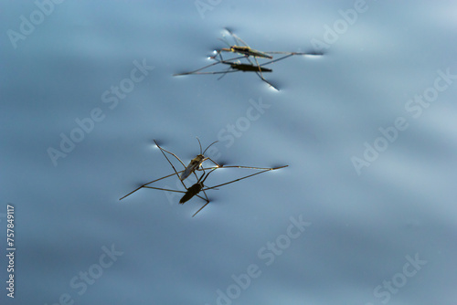 Photography Insect Gerris lacustris, known as common pond skater or common water strider is