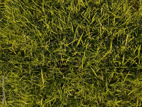 The evening sun shines on the grass.