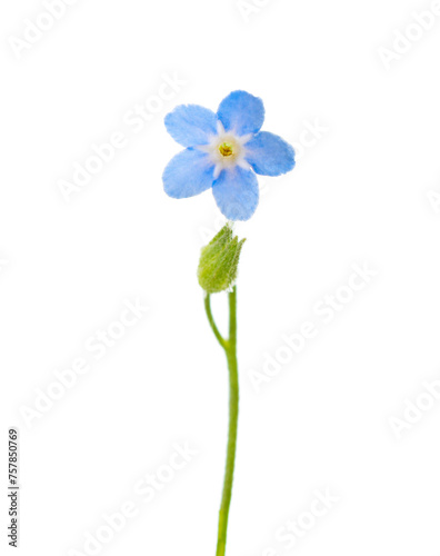 Forget-me-not flower isolated on white background. Selective focus. Shallow DOF