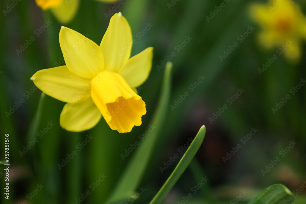 Beautiful daffodil in a green meadow Beautiful daffodil in a green meadow