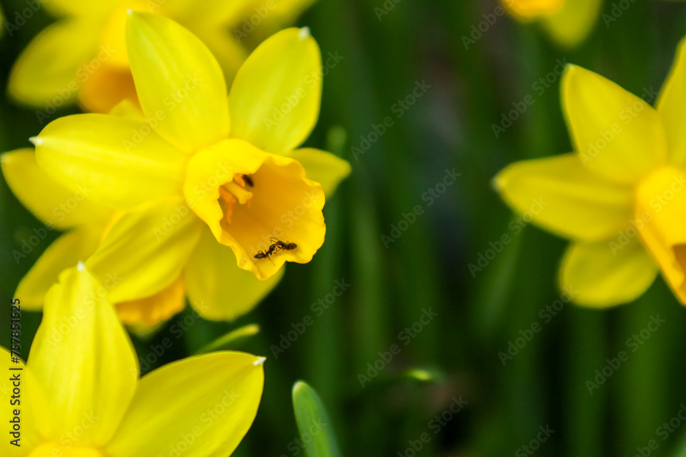 Vibrant daffodil with two ants on its petals