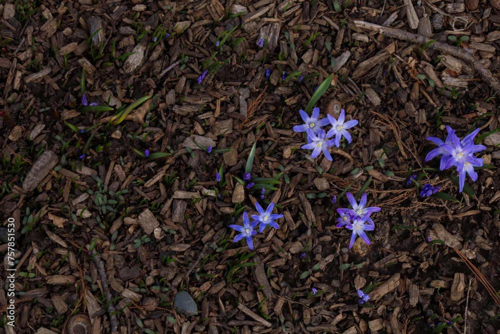 Closeup shot of Siberian squill, Scilla siberica Closeup shot of Siberian squill, Scilla siberica