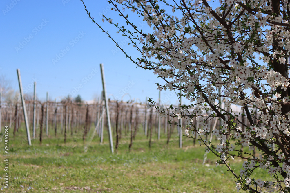 Fototapeta premium Close-up of Blackthorn branches with white flowers near Vineyard in the italian countryside. Vitis vinifera and Prunus spinosa on early springtime