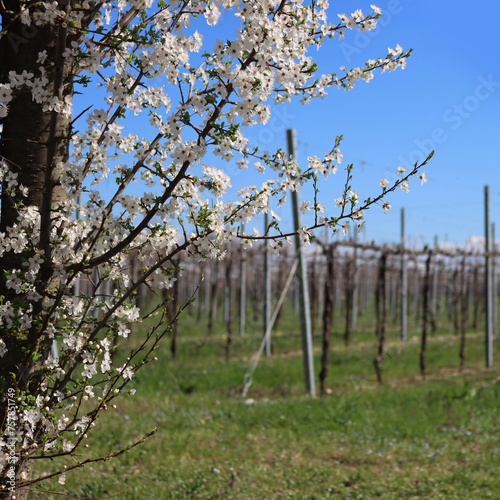 Blackthorn tree with beautiful white flowers near Vineyard in the italian countryside. Vitis vinifera and Prunus spinosa on early springtime