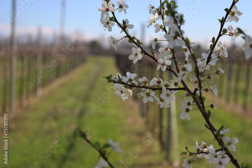 Close-up of Blackthorn branches with white flowers near Vineyard in the italian countryside. Vitis vinifera and Prunus spinosa on early springtime