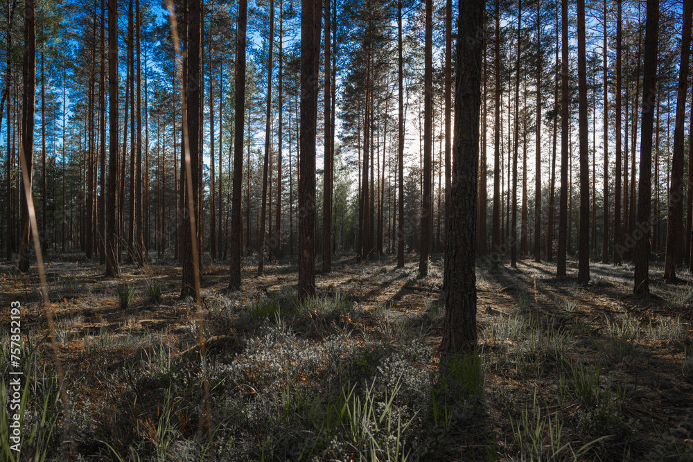 forest in autumn forest in autumn