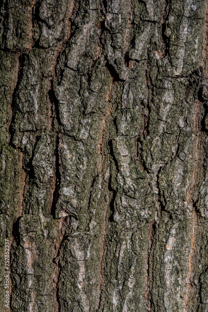 Old Wood Tree Texture Background Pattern Old Wood Tree Texture Background Pattern