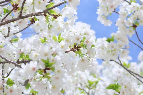 満開の可憐な白い桜の花