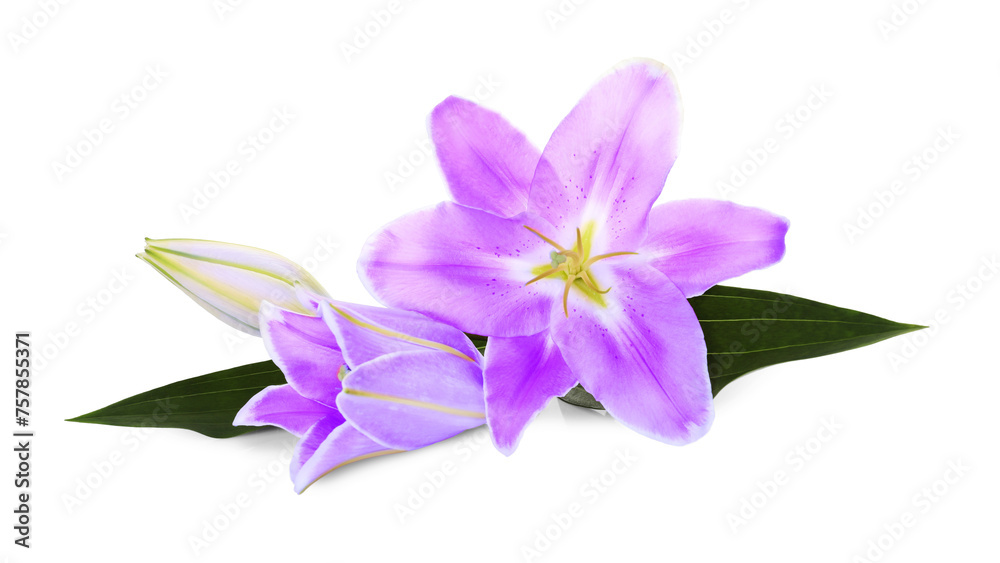 Obraz premium Violet lily flowers on white background. Funeral attributes