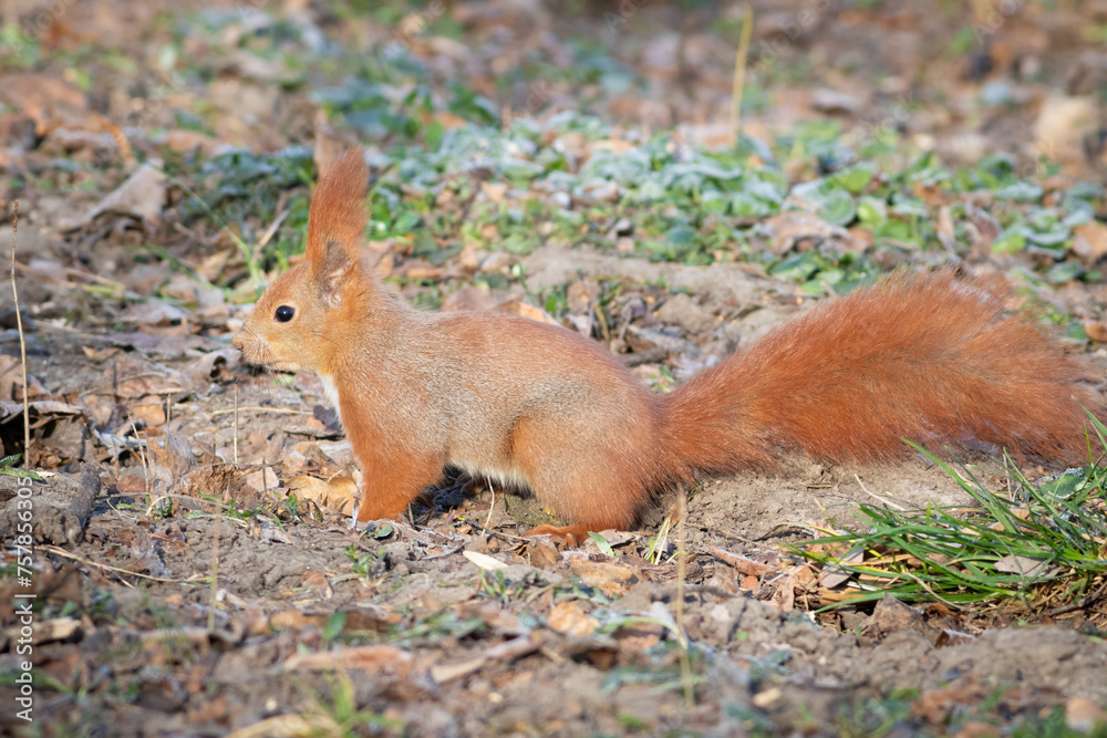 Red squirrel, Sciurus vulgaris. The animal runs around on the ground looking for acorns and nuts Red squirrel, Sciurus vulgaris. The animal runs around on the ground looking for acorns and nuts