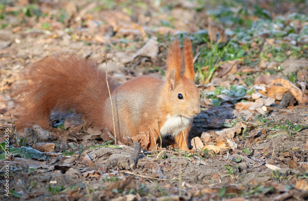 Red squirrel, Sciurus vulgaris. The animal runs around on the ground looking for acorns and nuts Red squirrel, Sciurus vulgaris. The animal runs around on the ground looking for acorns and nuts