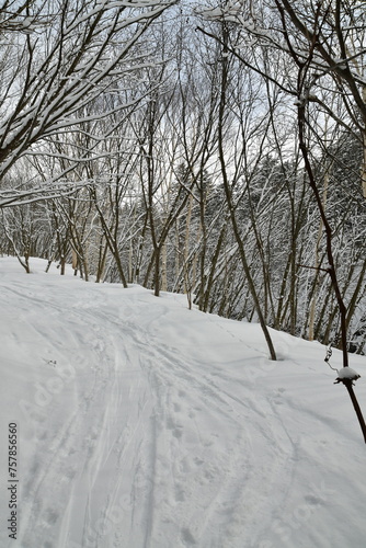 winter in snow forest hokkaido japan