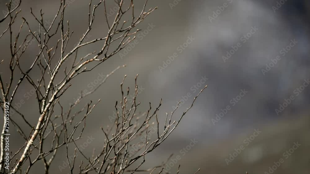 Forests and Trees in Winter Forests and Trees in Winter