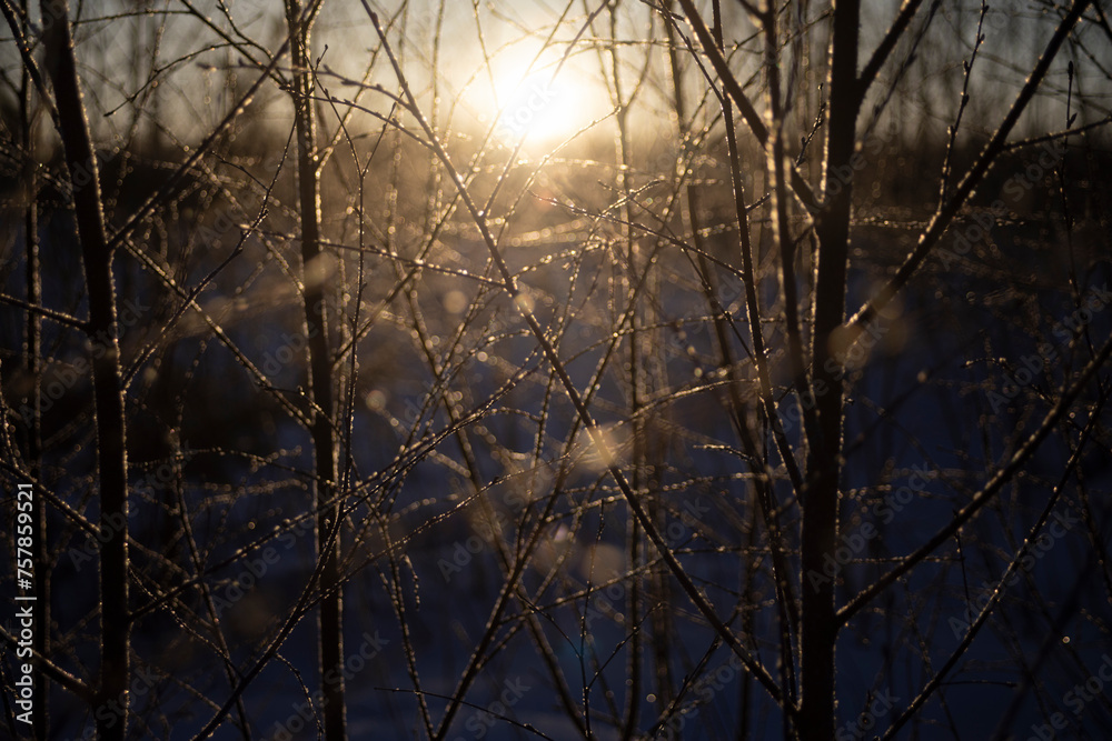 Obraz premium Morning light in nature. Dawn in winter. Frozen branches in sunlight.