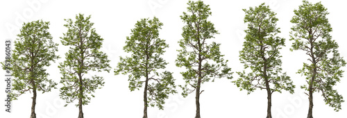 populus cathayana tree hq arch viz cutout plants