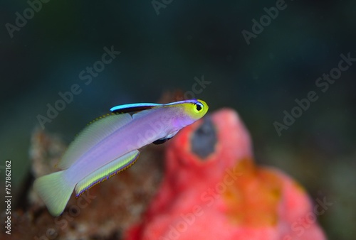 シコンハタタテハゼ　ヘルフリッチ　久米島