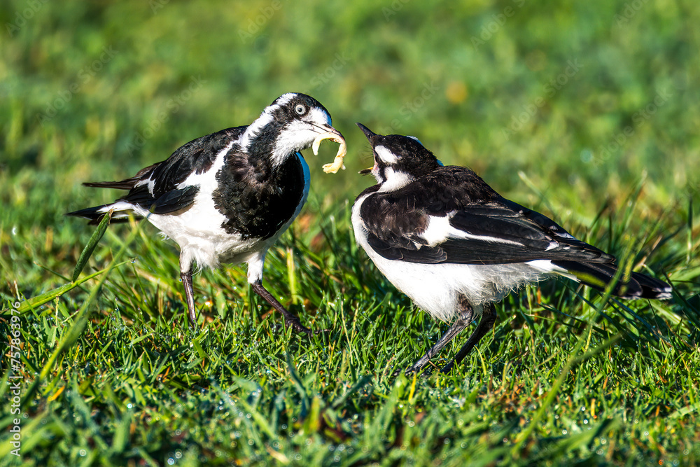 Two Magpie Larks on the grass and early morning dew Two Magpie Larks on the grass and early morning dew