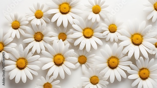 Graceful White Daisy Arrangement © Muhammad