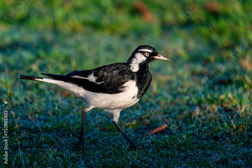 Magpie Lark on the grass and early morning dew photo