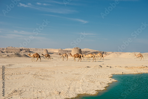 Camel in desert lake Umbab Doha Qatar