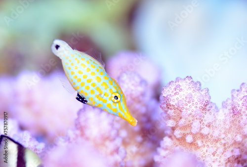 不思議な模様のテングカワハギ