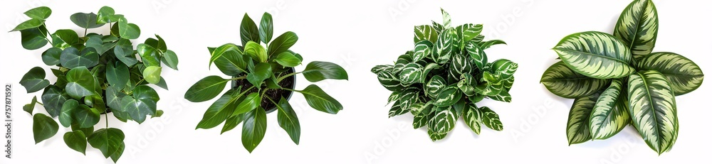 Freshly Planted: A Monthly Celebration of Greenery Generative AI Freshly Planted: A Monthly Celebration of Greenery Generative AI