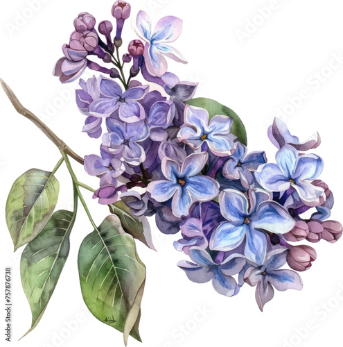 Lilac flower watercolor object isolated png. 
