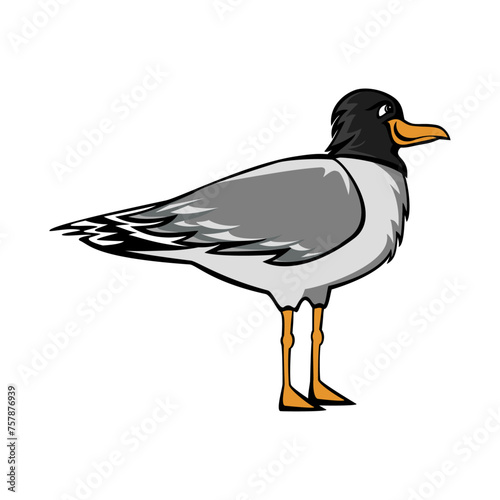 Vector seagull on a clean transparent background, with a black head.