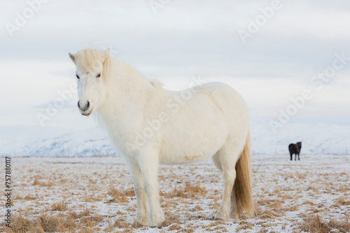 Fototapeta Naklejka Na Ścianę i Meble -  Islandpferde, nahe Hvollsvöllur, Südisland, Island