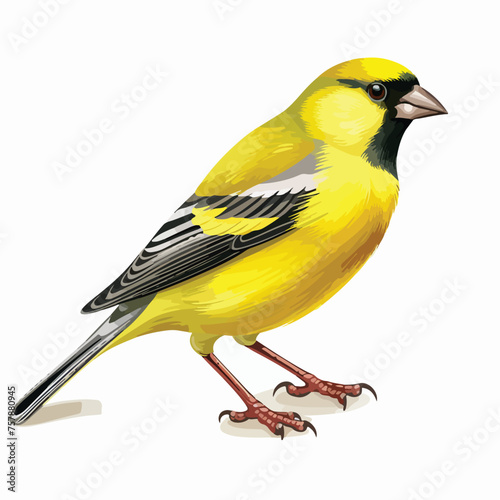 Alpine Citril Finch Clipart Clipart isolated on white