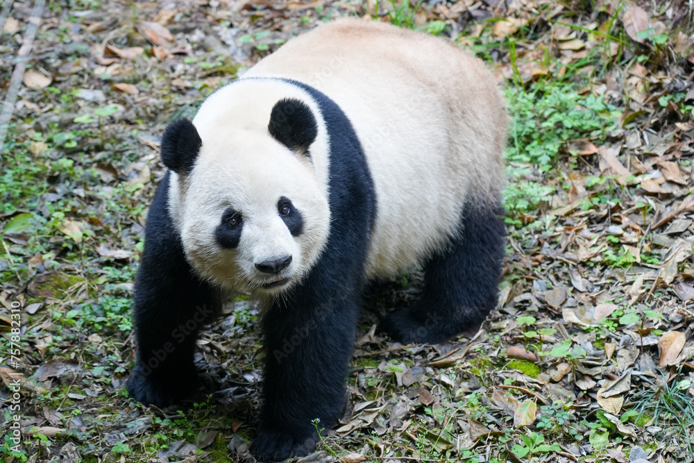 Obraz premium Giant Panda