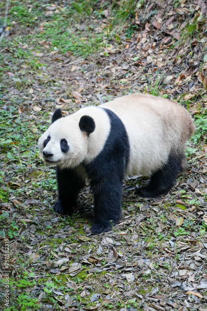 Obraz premium Chinese Panda