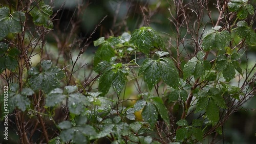 Gynostemma pentaphyllum or jiaogulan branch green leaves on natural background. photo