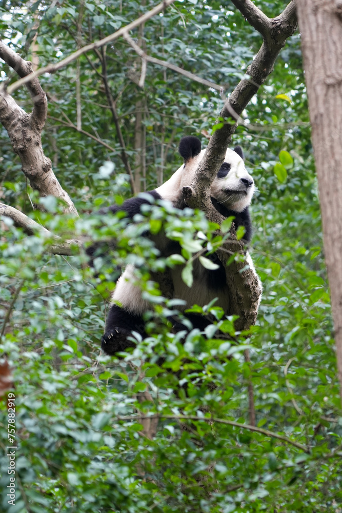 Obraz premium Giant Panda