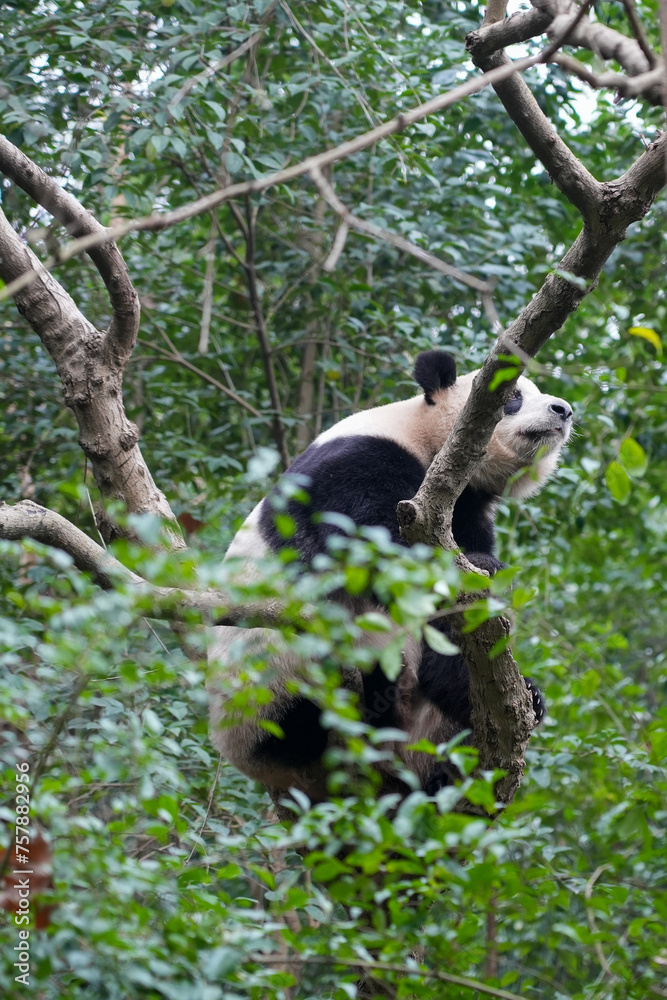 Obraz premium Giant Panda