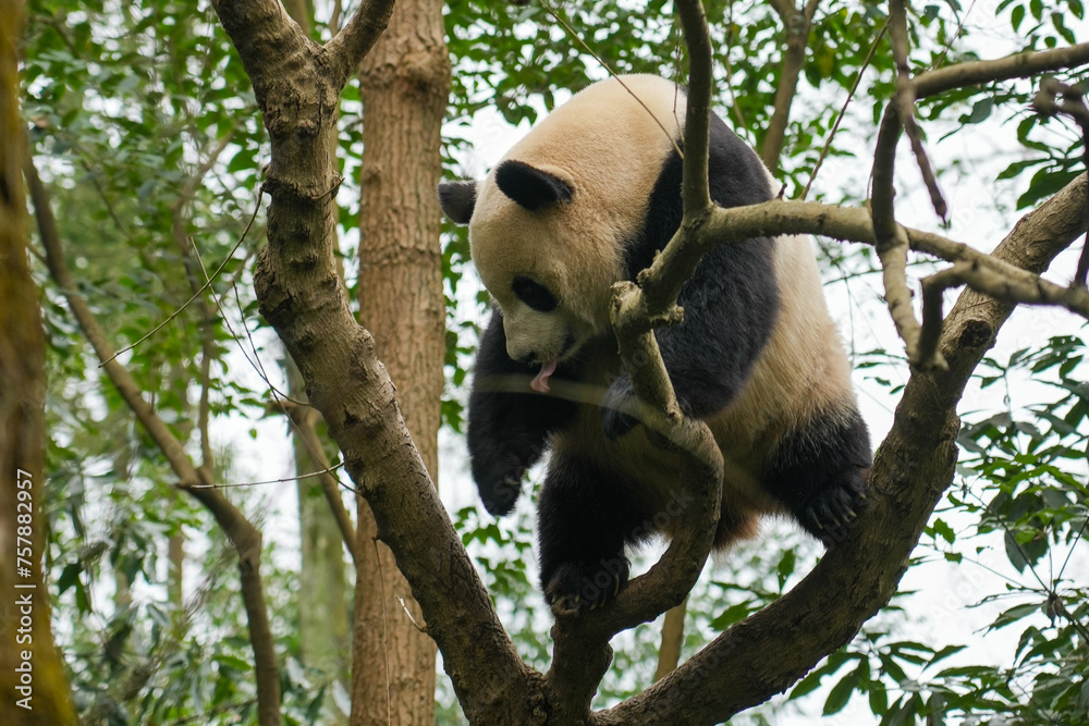 Obraz premium Giant Panda