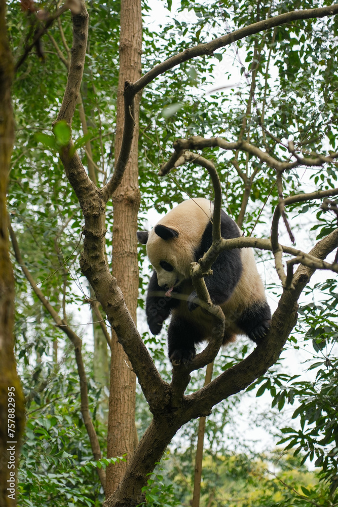 Obraz premium Giant Panda