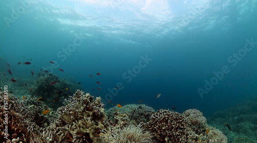Underwater coral reef landscape. Marine protected area.