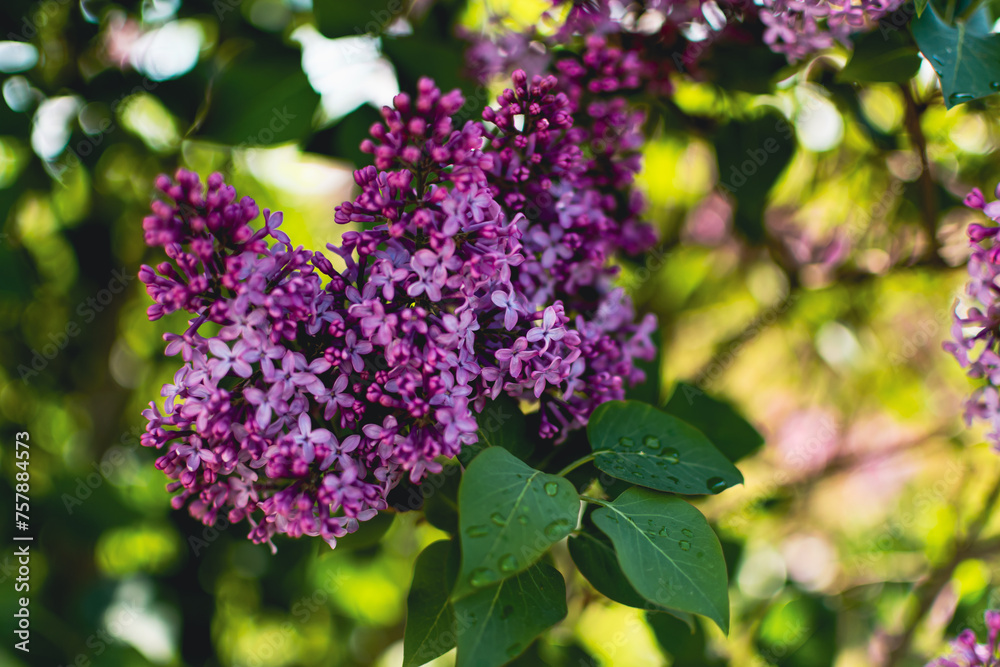 Beautiful purple lilac at sprintime on a blurry background, syringa vulgaris Beautiful purple lilac at sprintime on a blurry background, syringa vulgaris